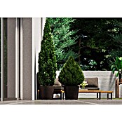 Deroma Pflanzkübel rund Millennium (Außenmaß (Ø x H): 59 x 49 cm, Kunststoff, Brownstone) | BAUHAUS