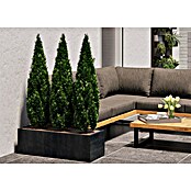 Deroma Millennium Macetero para plantas (Dimensiones externas (L x An x Al): 99 x 37 x 39 cm, Plástico, Antracita) | BAUHAUS