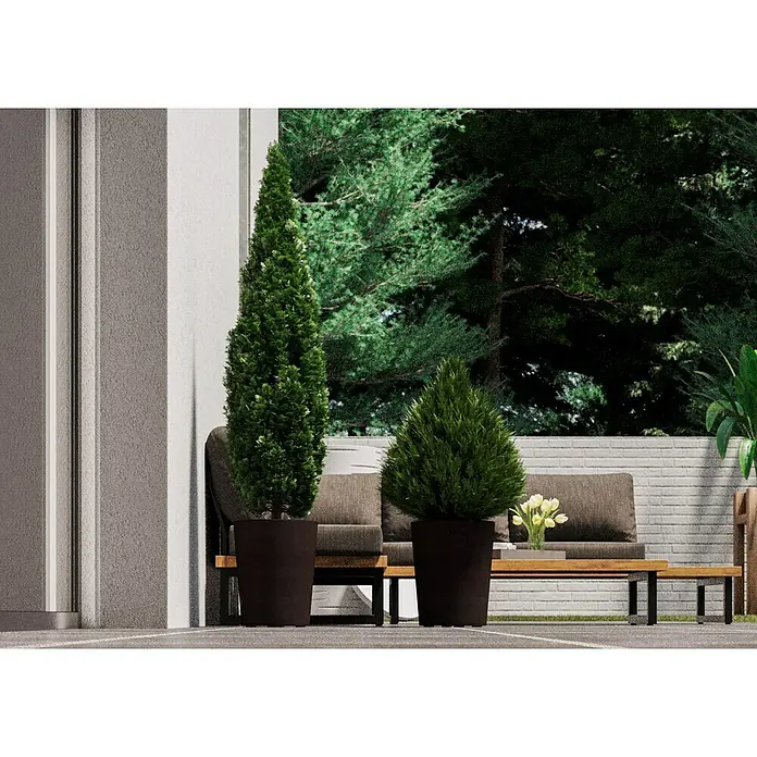 Deroma Millennium Pflanzkübel rundAußenmaß (Ø x H): 43,5 x 53,5 cm, Kunststoff, Brownstone - Das Bild zeigt zwei dekorative immergrüne Pflanzen in Pflanzgefäßen im Freien, die eine stilvolle Gartengestaltung ergänzen.