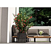 Deroma Millennium Macetero para plantas (Dimensiones externas (L x An x Al): 39 x 39 x 39 cm, Plástico, Antracita) | BAUHAUS