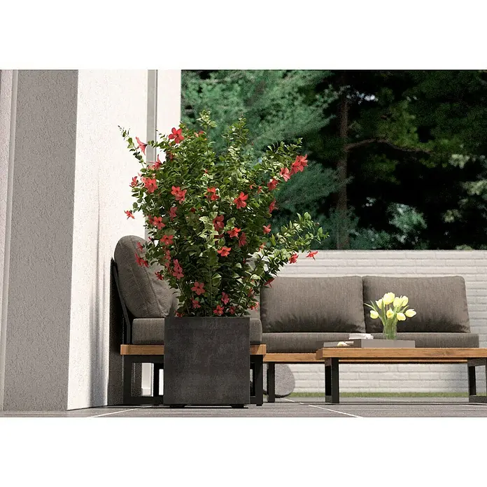 Deroma Millennium Macetero para plantas - Dimensiones externas (L x An x Al): 39 x 39 x 39 cm, Plástico, Antracita - Una maceta con flores rojas se encuentra en un patio al lado de un sofá gris y una mesa de madera. La escena es tranquila y acogedora.