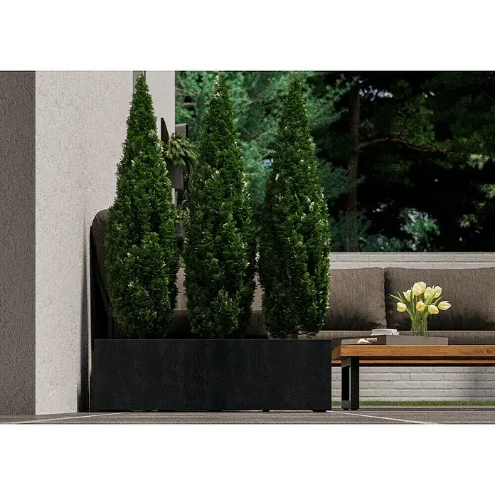 Deroma Millennium Pflanzkasten - Außenmaß (L x B x H): 99 x 37 x 39 cm, Kunststoff, Anthrazit - Das Bild zeigt drei grüne Zypressen in einem länglichen, modernen Pflanzgefäß, das die schlanken Formen der Pflanzen schön hervorhebt.