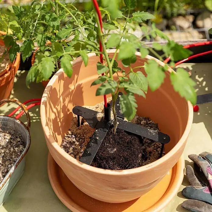 Bellissa Pflanzstab Schmetterling - L x B x H: 23 x 23 x 13 cm - Nahaufnahme einer Topfpflanze mit einem schwarzen Tomatenpfahl-Stabilisator, der die Pflanze stützt. Ideal für den Garten!