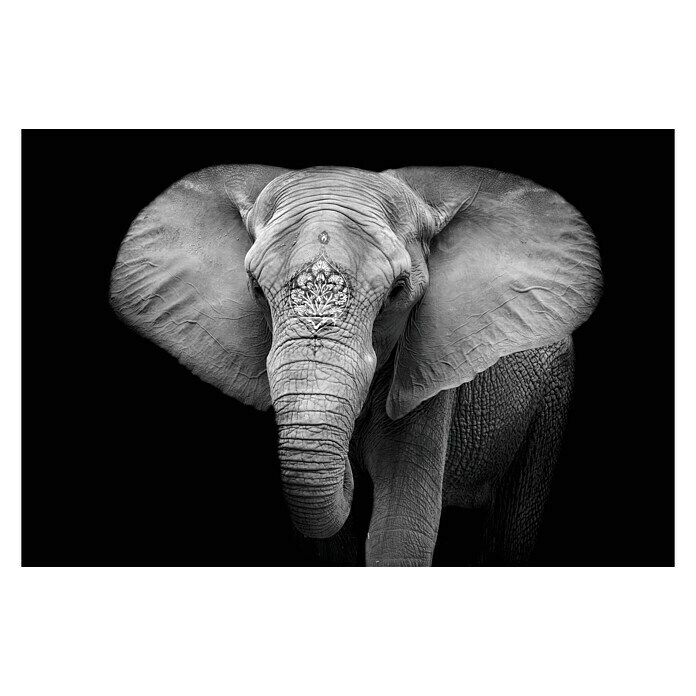 Impresión artística Elefante (Naturaleza, 65 x 45 cm)