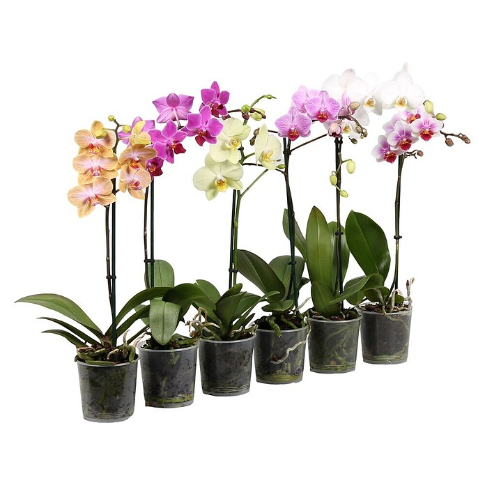 Phalaenopsis hybride12 i.F. gem. 1 Trie