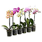 Phalaenopsis hybride12 i.F. gem. 1 Trie