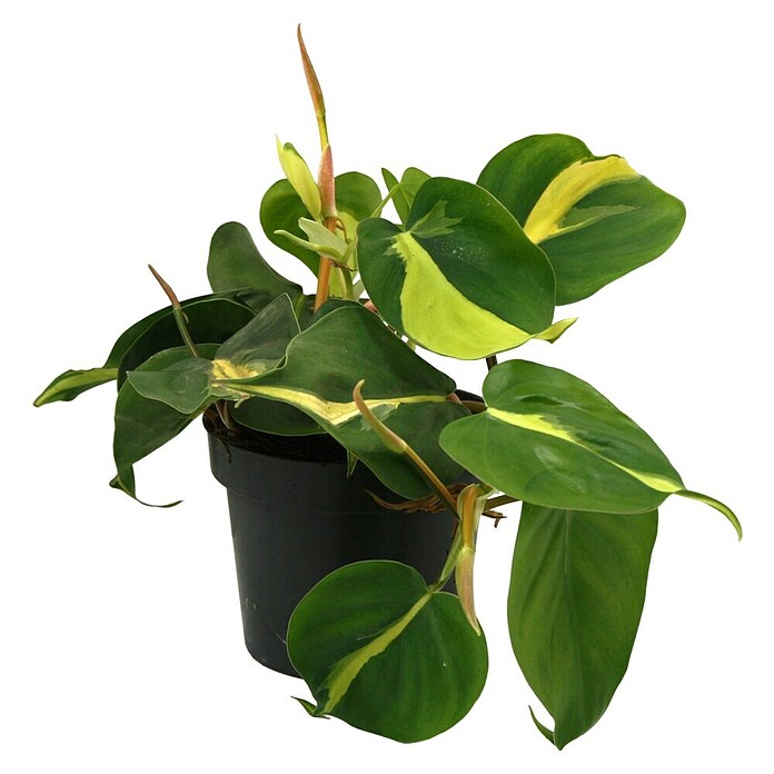 Piardino Baumfreund - Philodendron scandens 'Brasil', Topfgre: 12 cm  online kaufen bei BAUHAUS