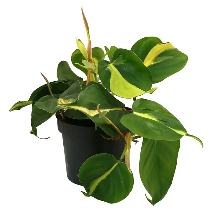 Piardino Baumfreund - Philodendron scandens 'Brasil', Topfgröße: 12 cm - Ein Philodendron Brasil im Topf, mit seinen markanten, herzförmigen Blättern, die eine Mischung aus Grün- und Gelbtönen aufweisen.