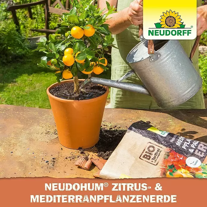 Neudorff NeudoHum Mediterranpflanzenerde - 20 l - Eine Person gießt eine Zitruspflanze in einem Topf. Daneben liegt Neudohum Zitrus- & Mediterranpflanzenerde.
