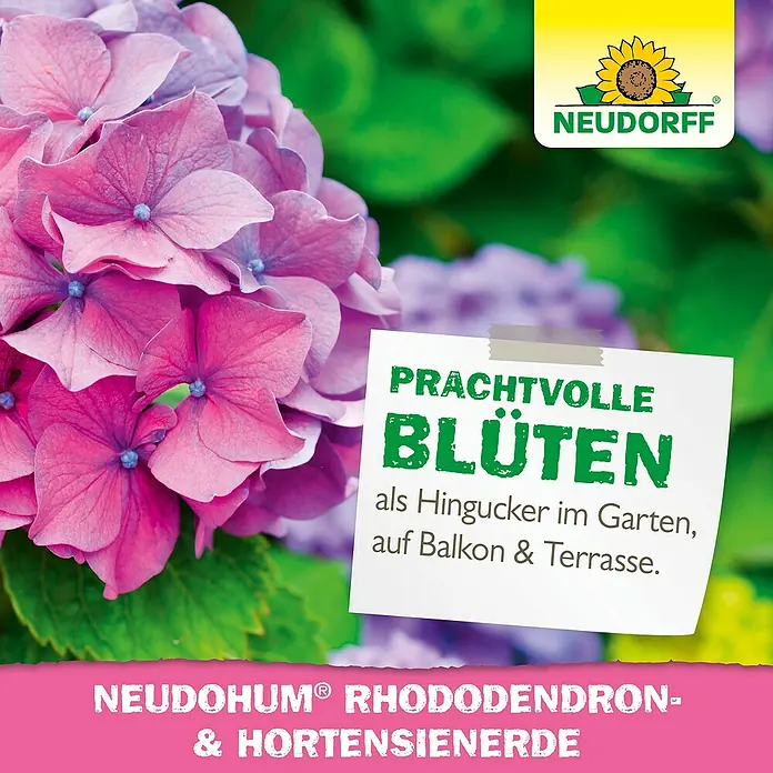 rhododendron hof Rhododendron Roseum Elegans | 60-80 cm mit Wurzelballen
