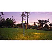 Globo Solarna svjetiljka sa šiljkom za zemlju  (0,2 W, Crna, IP44) | BAUHAUS