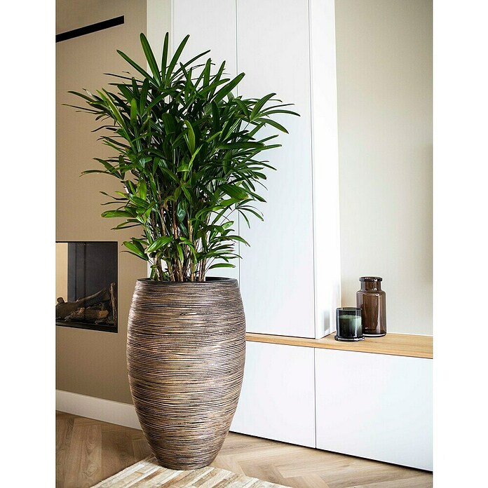 Capi Europe Bloempot (Ø x h: 40 x 60 cm, Black gold) | BAUHAUS