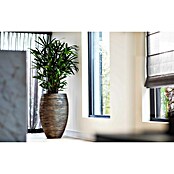 Capi Europe Bloempot (Ø x h: 40 x 60 cm, Black gold) | BAUHAUS