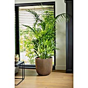 Capi Europe Bloempot (Ø x h: 54 x 52 cm, Black gold) | BAUHAUS
