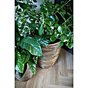 Capi Europe Bloempot (Ø x h: 46 x 58 cm, Black gold, Rotanlook) | BAUHAUS