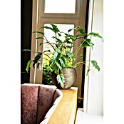 Capi Europe Bloempot (Ø x h: 21,5 x 18 cm, Gold black) | BAUHAUS