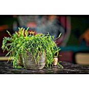 Capi Europe Bloempot (Ø x h: 17,2 x 15 cm, Gold black) | BAUHAUS