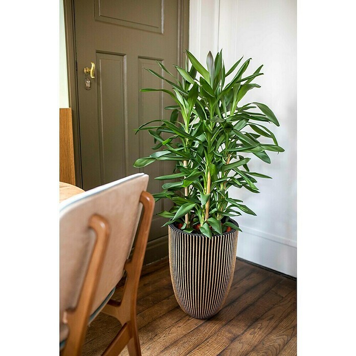 Capi Europe Bloempot (Ø x h: 46 x 58 cm, Black gold) | BAUHAUS