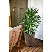Capi Europe Bloempot (Ø x h: 46 x 58 cm, Black gold) | BAUHAUS