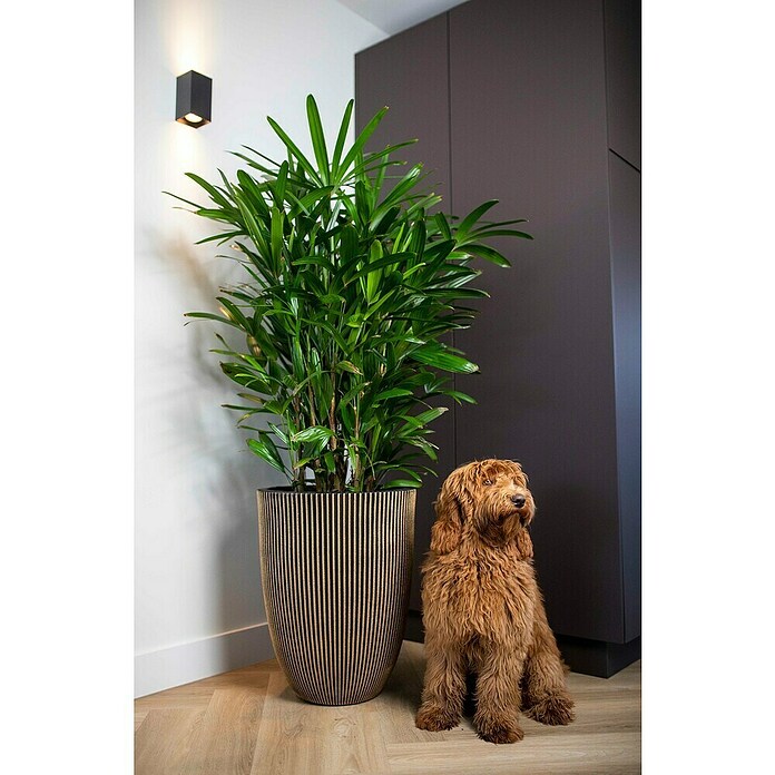 Capi Europe Bloempot (Ø x h: 46 x 58 cm, Black gold) | BAUHAUS