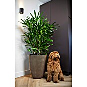 Capi Europe Bloempot (Ø x h: 46 x 58 cm, Black gold) | BAUHAUS