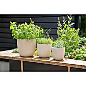 Capi Europe Bloempot (Ø x h: 21,5 x 20 cm, Black gold) | BAUHAUS