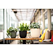 Capi Europe Bloempot (Ø x h: 21,5 x 20 cm, Black gold) | BAUHAUS