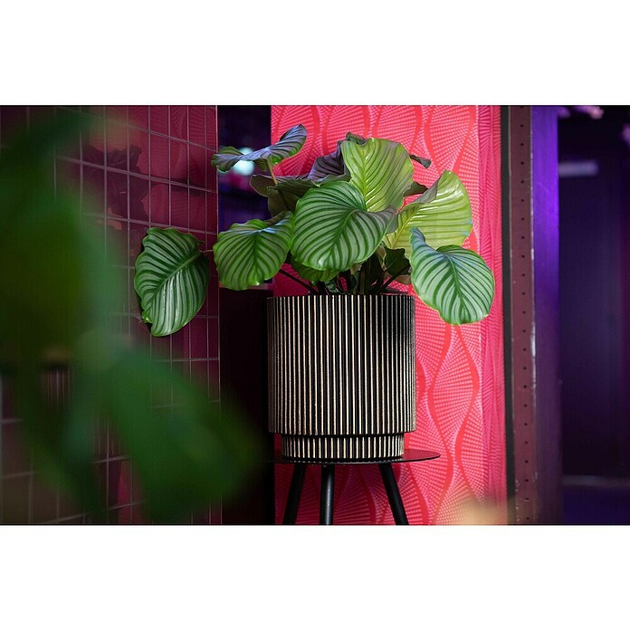 Capi Europe Bloempot (Ø x h: 35,6 x 38 cm, Black gold) | BAUHAUS