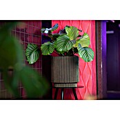 Capi Europe Bloempot (Ø x h: 35,6 x 38 cm, Black gold) | BAUHAUS