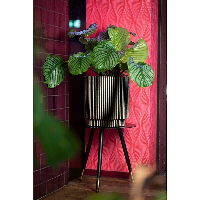Capi Europe Bloempot (Ø x h: 35,6 x 38 cm, Black gold) | BAUHAUS