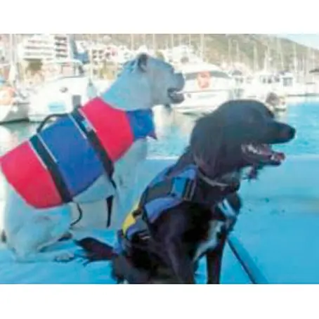 Chaleco salvavidas para mascotas
