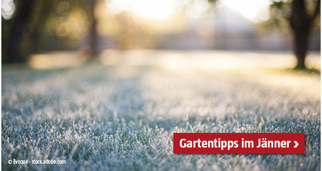 Gartentipps Jänner