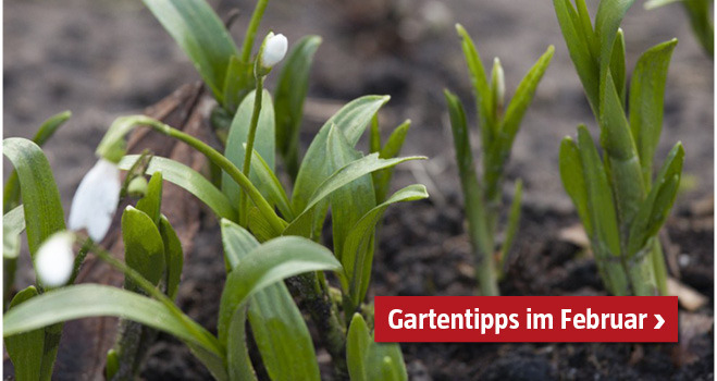 Gartentipps Februar