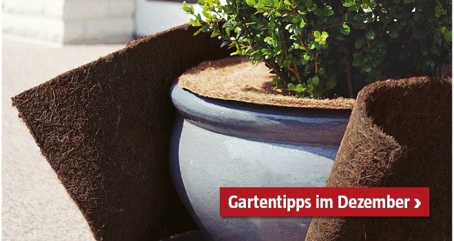 Gartentipps Dezember