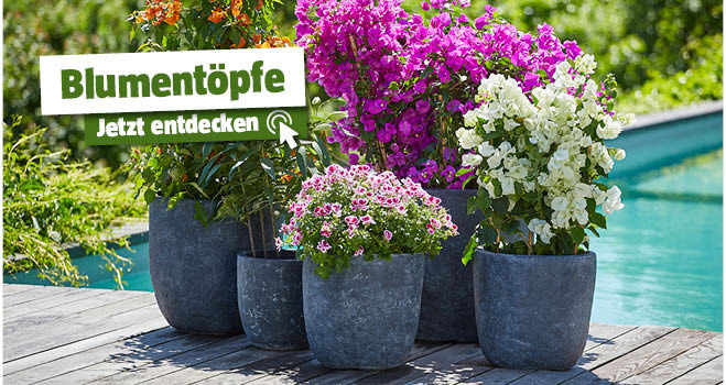 Blumentöpfe