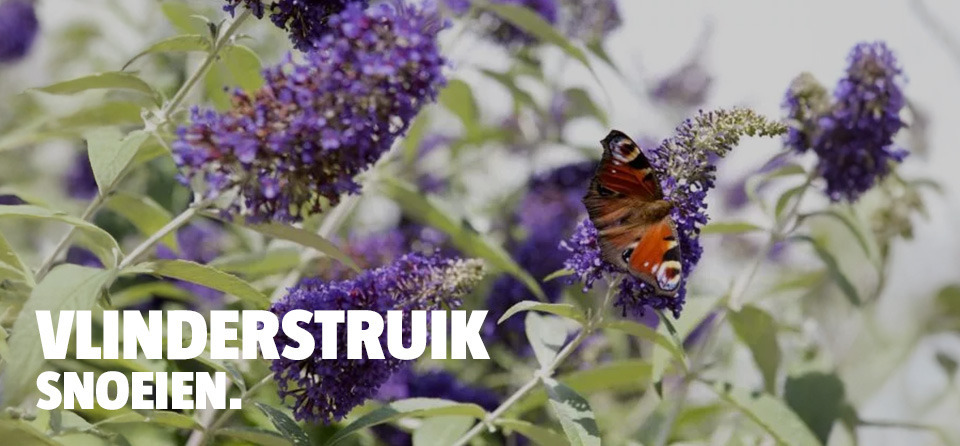 vlinderstruik-header-bauhaus