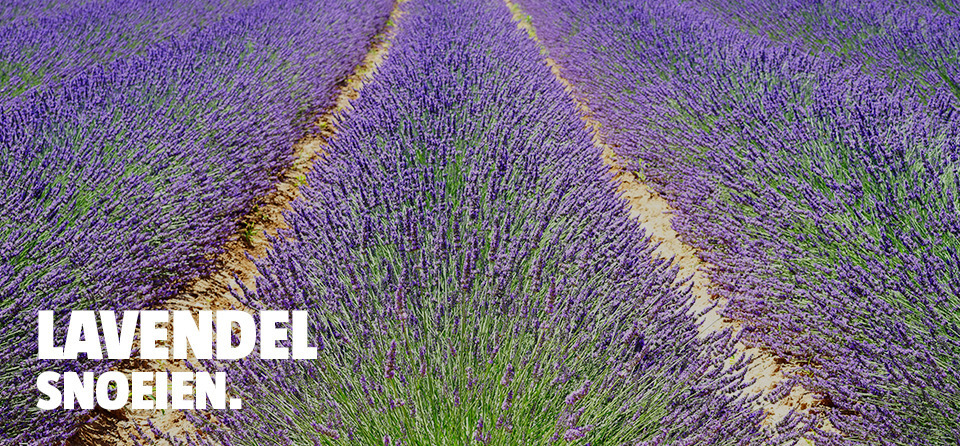 header-lavendel-snoeien-bauhaus