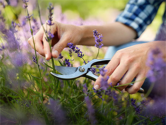 waarom-lavendel-snoeien