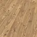 Kanadische Fichte