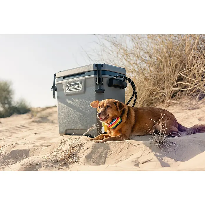 Coleman Kühlbox Convoy QT28 - L x B x H: 26 x 47 x 43 cm, Schwarz, 26,5 l - Ein Coleman Kühlbox im Freien, daneben liegt ein Hund mit einem bunten Halsband im Sand. Perfekt für Campingausflüge.