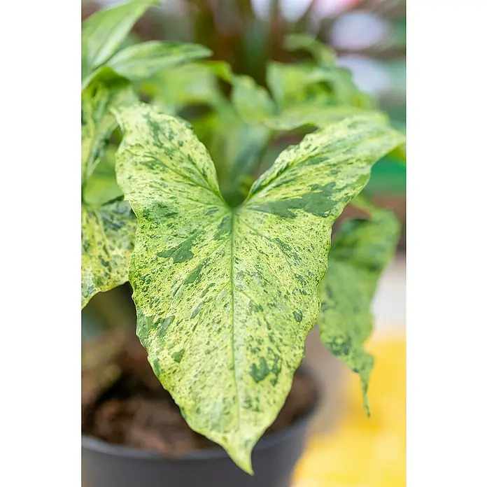 Piardino Purpurtute - Syngonium podophyllum 'Mottled', Topfgröße: 12 cm, Blattfarbe: Dunkelgrün - Nahaufnahme eines panaschierten Syngonium Podophyllum Blattes mit grün-gelber Marmorierung, gewachsen in einem Topf.