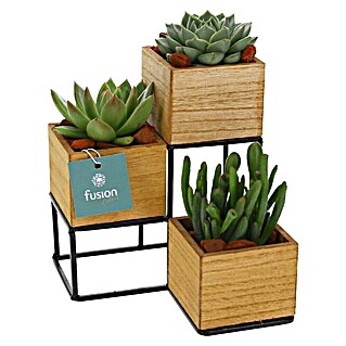 Piardino Pflanzenarrangement (Pflanzen Tower mit 3 Pflanzen)