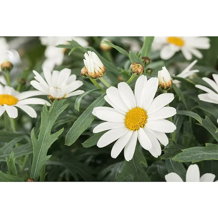 Piardino Strauchmargerite Bofinger - Argyranthemum frutescens, Topfgröße: 21 cm, Weiß - Nahaufnahme einer Gänseblümchenblüte mit weißen Blütenblättern und einer gelben Mitte inmitten von grünen Blättern und Knospen.