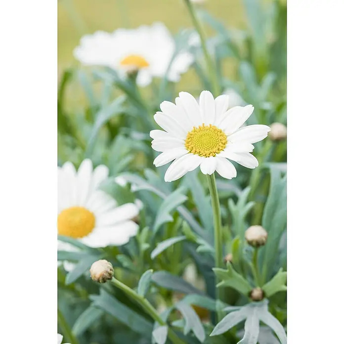 Piardino Strauchmargerite Bofinger - Argyranthemum frutescens, Topfgröße: 21 cm, Weiß - Nahaufnahme einer Gruppe von Gänseblümchen mit weißen Blütenblättern und gelben Zentren, die in einem Garten blühen.