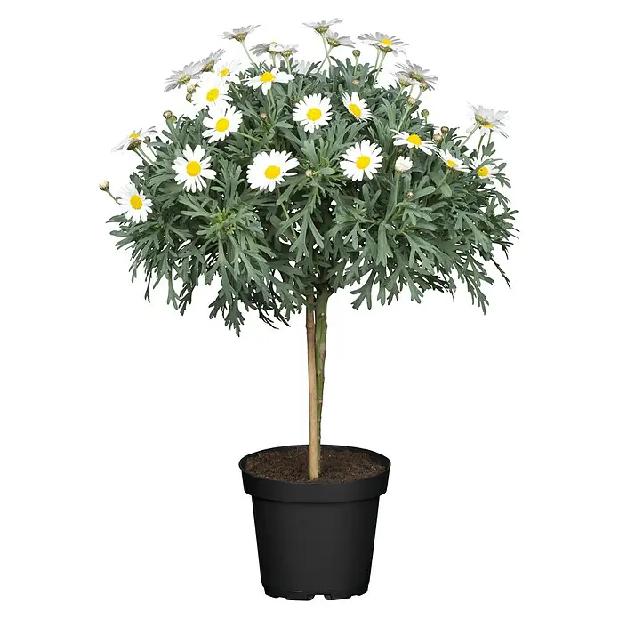 Piardino Strauchmargerite Bofinger - Argyranthemum frutescens, Topfgröße: 21 cm, Weiß - Topf-Margeritenbaum mit weißen und gelben Blüten und grünem Laub in einem schwarzen Topf.