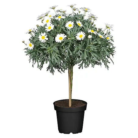 Piardino  Strauchmargerite Bofinger