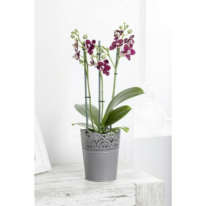 Schmetterlingsorchidee (Phalaenopsis Hybride, Topfgröße: 12, Lila, Anzahl Triebe: 3, Wuchsform: Aufrecht überhängend)