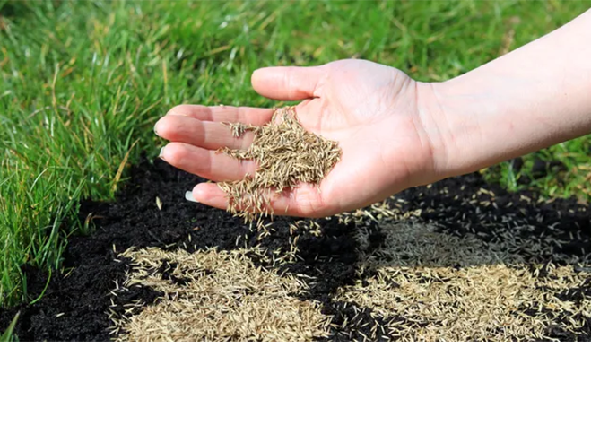 gras-inzaaien-hand-bauhaus