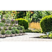 Seesteiner Pflanzstein Pino (L x B x H: 26 cm x 26 cm x 11,5 mm, Grau, Beton) | BAUHAUS