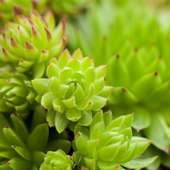 Piardino HauswurzSempervivum, Topfgröße: 9 cm, Grün Detail Shot